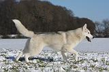 SIBERIAN HUSKY 497